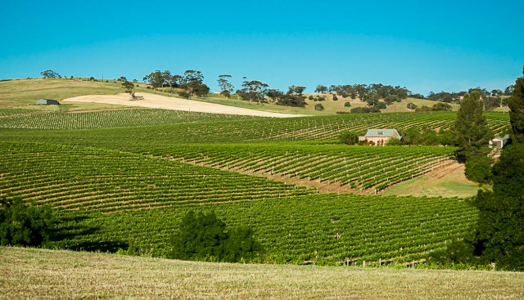 Angaston Vineyards Motel Exterior foto